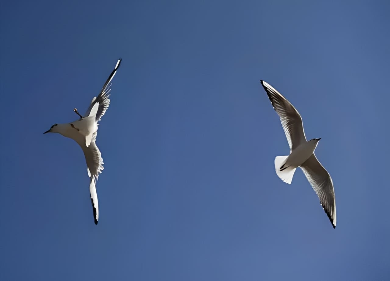 autofocus vs manual focus